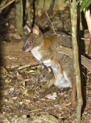 Red-necked pademelon. Photo by Dave Semler. All rights reserved. 201