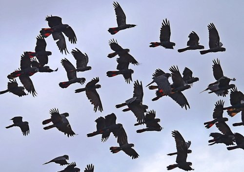 Red-tailed black-cockatoos in flight. Photo by Mike West. All rights reserved. 201