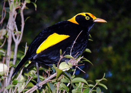 Regent bowerbird. Photo by Rick Taylor. Copyright Borderland Tours. All rights reserved.