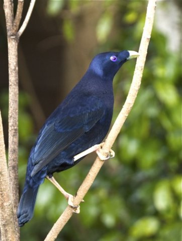 Satin bowerbird. Photo by Dave Semler. All rights reserved. 201