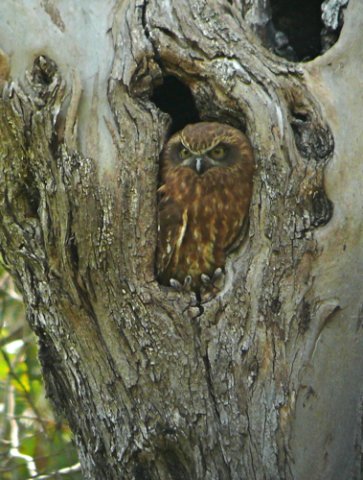 Southern boobook. Photo by Rick Taylor. All rights reserved.  201