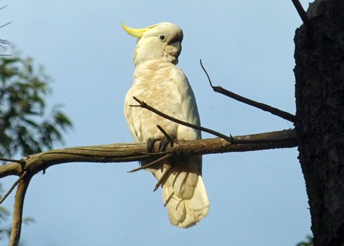 Sulphur-crested cockatto. Photo by Larry Sassaman. All rights reserved. 201