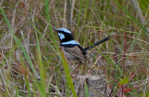 Superb fairywren. Photo by Mike West. All rights reserved.  201