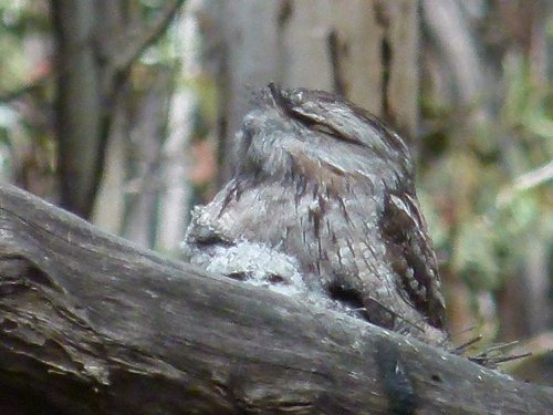 Tawny frogmouth with chick. Photo by Larry Sassaman. All rights reserved. 201