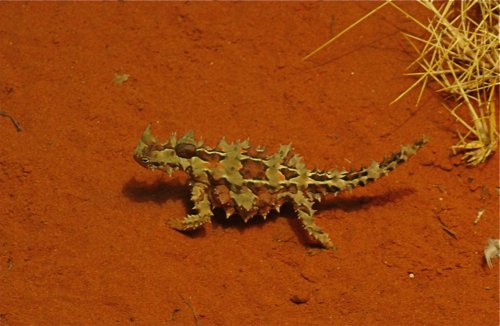 Thorny devil at desert park alice springs. Photo by Rick Taylor. Copyright Borderland Tours. All rights reserved. 201