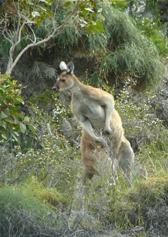 Western gray kangaroo. Photo by Rick Taylor. Copyright Borderland Tours. All rights reserved.  201