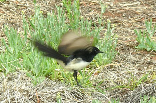Willie wagtail. Photo by Rick Taylor. Copyright Borderland Tours. All rights reserved. 201