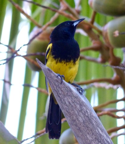 Bahama oriole. Copyright Borderland Tours. All rights reserved.