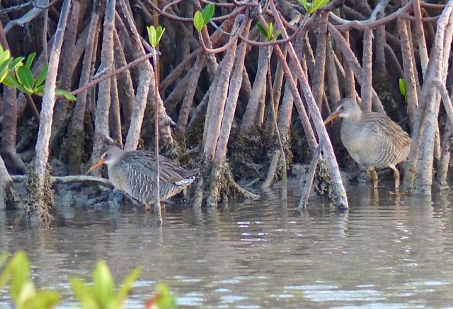 Clapper rails. Photo by Rick Taylor. Copyright Borderland Tours. All rights reserved. 