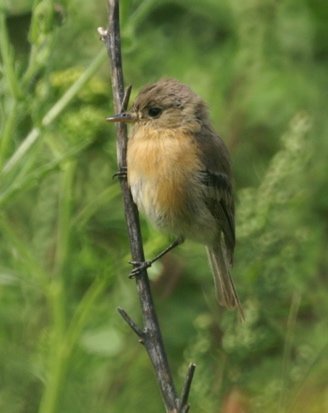 Buff-breasted flycatcher. Photo by Barry Ulman. All rights reserved.