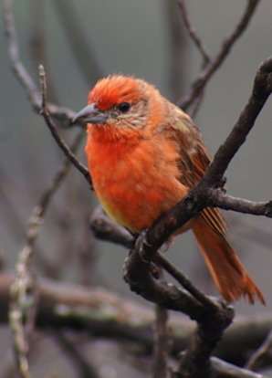 Hepatic tanager. Photo by Barry Ulman. All rights reserved.