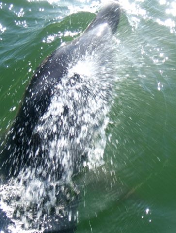 Pacific bottled-nosed dolphin surfacing. Photo by Rick Taylor. Copyright Borderland Tours. All rights reserved.