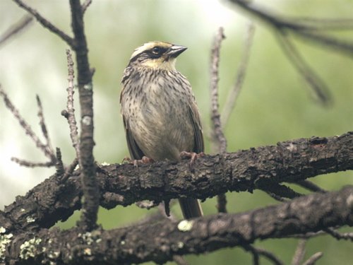 Striped sparrow. Photo by Barry Ulman. All rights reserved.