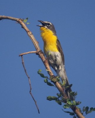 Yellow-breasted chat. Photo by Barry Ulman. All rights reserved.