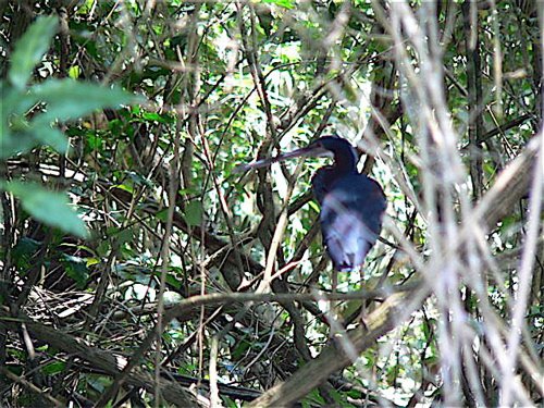Agami heron at chan chich. Photo by Chris Sharpe. All rights reserved. 