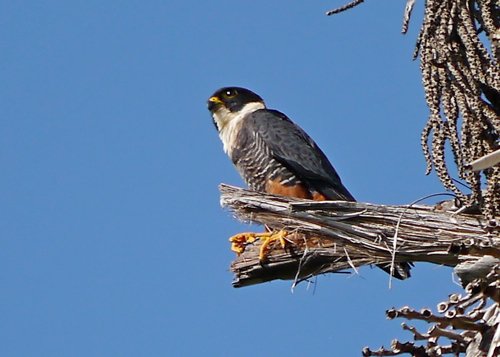 Bat falcon. Photo by Joyce Meyer and Mike West. All rights reserved. 