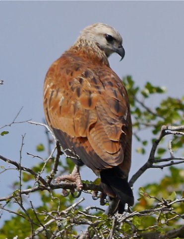 Black-collared hawk crooked tree lagoon. Photo by Joyce Meyer and Mike West. All rights reserved.