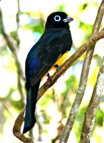 Black-headed trogon. Photo by Ken Allen. All rights reserved. 