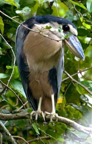 Boat-billed heron. Photo by Irene Rubin. All rights reserved.