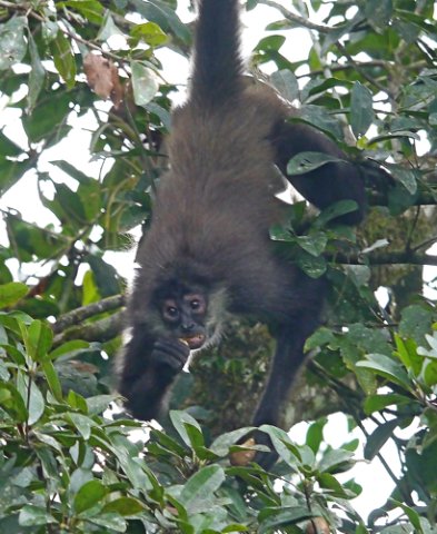 Central american spider monkey. Photo by Joyce Meyer and Mike West. All rights reserved. 