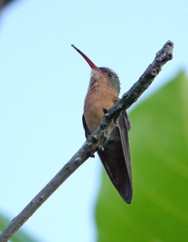 Cinnamon hummingbird. Photo by Joyce Meyer and Mike West. All rights reserved. 
