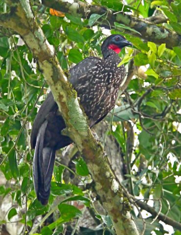 Crested guan. Photo by Joyce Meyer and Mike West. All rights reserved. 