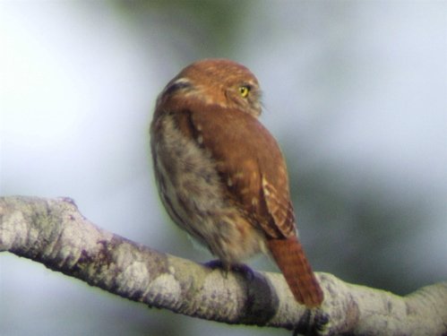 Ferruginous pygmy-owl rufous morph. Photo by Joe and Marcia Pugh. All rights reserved.