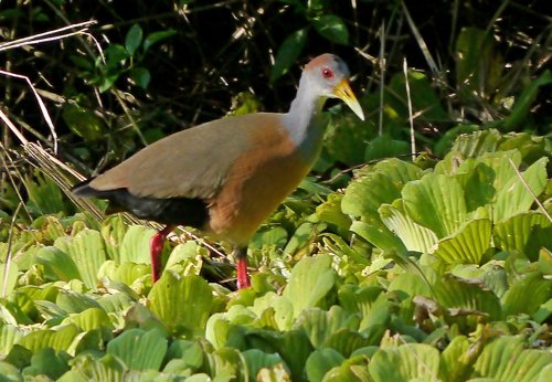 Gray-necked wood-rail. Photo by Joyce Meyer and Mike West. All rights reserved. 