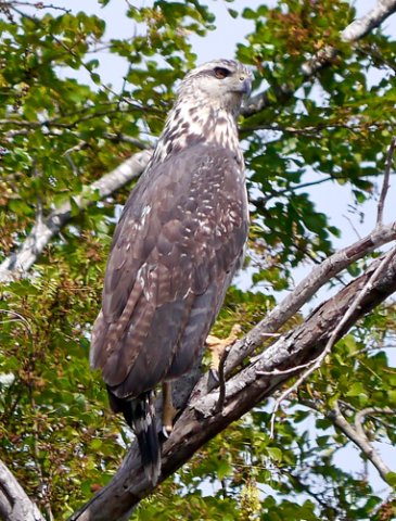 Great black-hawk juvenile. Photo by Joyce Meyer and Mike West. All rights reserved. 