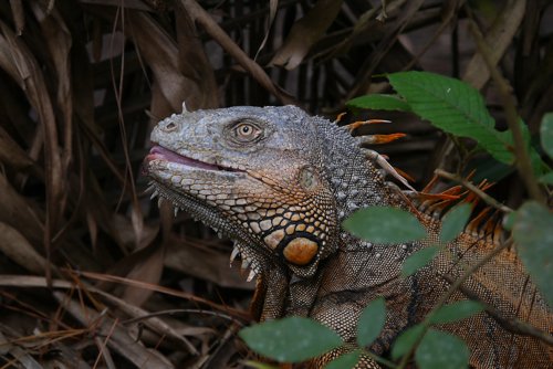 Green iguana. Photo by Joyce Meyer and Mike West. All rights reserved. 