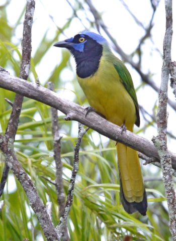 Green jay. Photo by Joyce Meyer and Mike West. All rights reserved. 