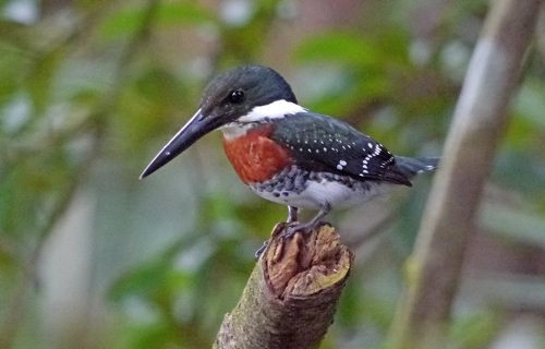 Green kingfisher male. Photo by Joyce Meyer and Mike West. All rights reserved. 