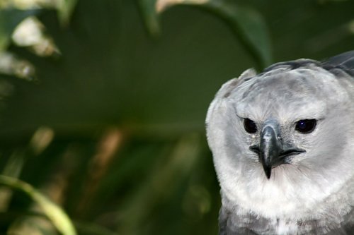 Harpy eagle belize zoo. Photo by Ken Allen. All rights reserved.