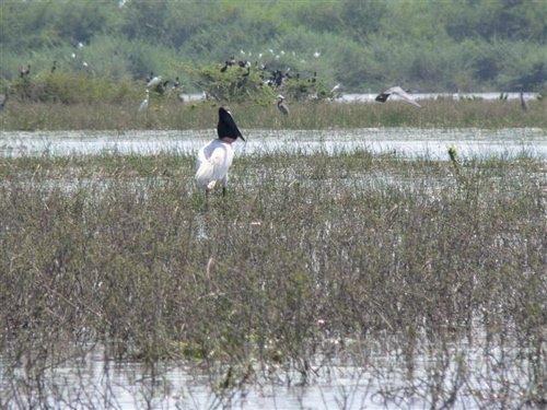 Jabiru at crooked tree lagoon. Photo by Chris Sharpe. All rights reserved.