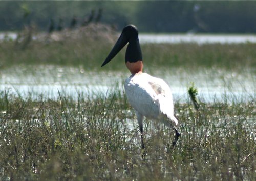 Jabiru. Photo by Ken Allen. All rights reserved.