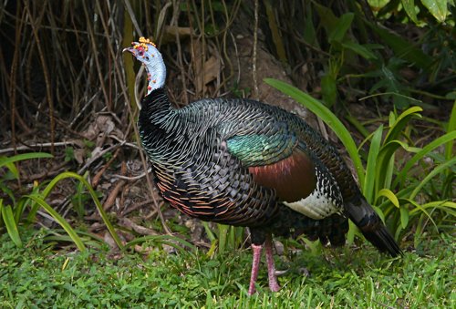 Ocellated turkey. Photo by Joyce Meyer and Mike West. All rights reserved. 