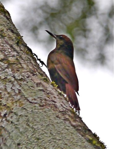 Olivaceous woodcreeper. Photo by Mike West. All rights reserved.