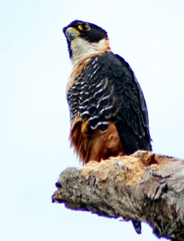 Orange-breasted falcon. Photo by Ken Allen. All rights reserved. 