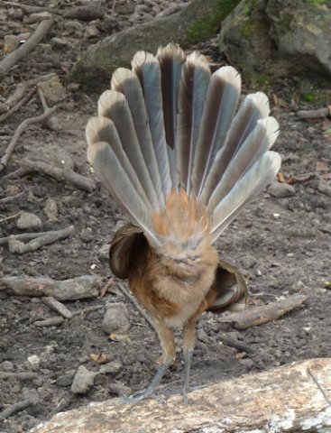 Plain chachalaca. Photo by Joyce Meyer and Mike West. All rights reserved.