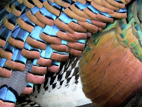 Plumage detail of ocellated turkey. Photo by Chris Sharpe. All rights reserved.