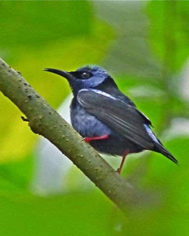 Red-legged honeycreeper. Photo by Joyce Meyer and Mike West. All rights reserved. 