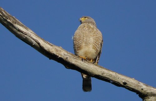 Roadside hawk. Photo by Joyce Meyer and Mike West. All rights reserved. 
