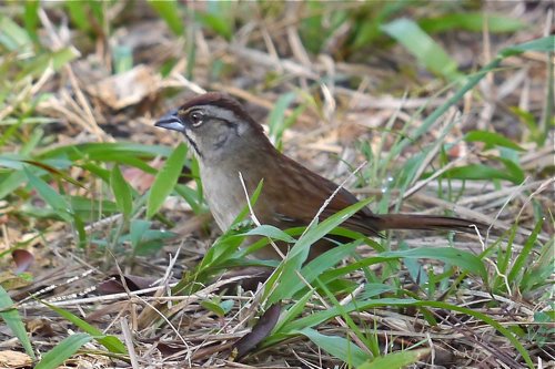 Rusty sparrow. Photo by Joyce Meyer and Mike West. All rights reserved. 