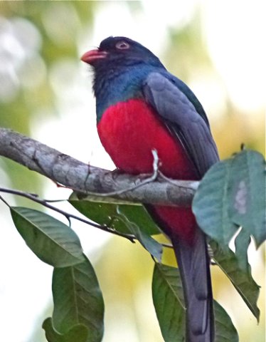 Slaty-tailed trogon. Photo by Joyce Meyer and Mike West. All rights reserved. 
