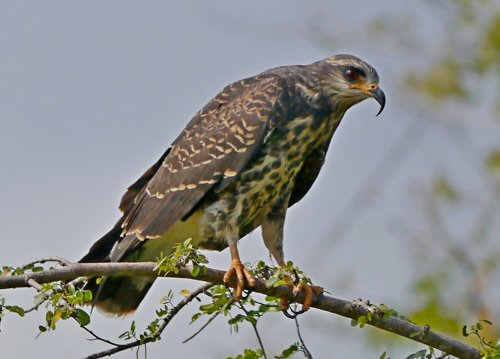 Snail kite juvenile. Photo by Joyce Meyer and Mike West. All rights reserved.