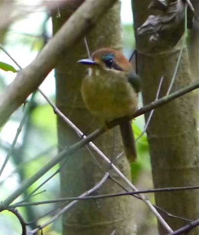 Tody motmot. Photo by Joyce Meyer and Mike West. All rights reserved. 