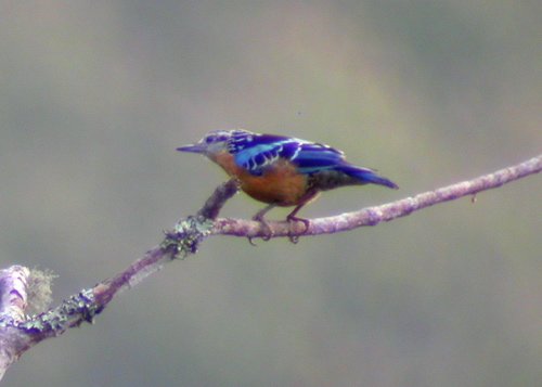 Beautiful nuthatch. Photo by Adam Riley. All rights reserved.