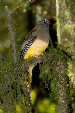 Female wards trogon. Photo by Adam Riley. All rights reserved.