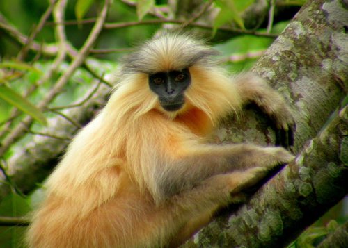 Golden langur. Photo by Adam Riley. All rights reserved.