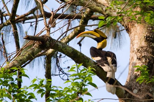 Great hornbill. Photo by Adam Riley. All rights reserved.